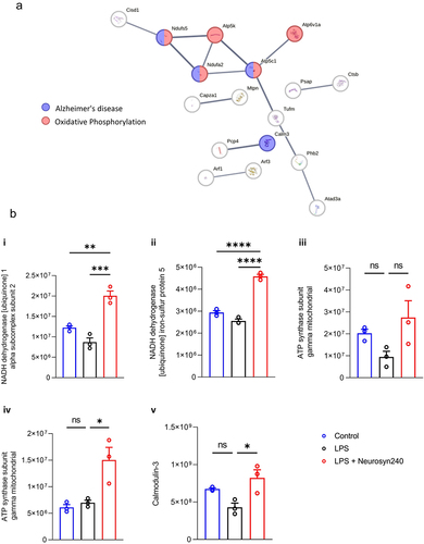 Figure 6. Brain proteomic profile partially correlates with Akkermansia abundance. a) Protein–protein interaction analysis using STRING highlight Alzheimer’s disease and oxidative phosphorylation as being the most activated. b) Abundance of these key proteins.