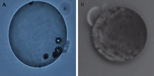 Figure 1.  (A) The morphology of blank microspheres and (B) 2-ME loaded microspheres prepared by PLGA with Mw 38500 by fluorescent microscope (×200) (ECLIPSE 80i, Nikon).