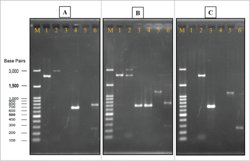 Figure 3. Verification of gene deletion strain. Genomic DNA of wild strain, heterozygous strain, and homozygous strain (Agarose gel image A, B, and C, respectively) were used as templates for PCR with different sets of primers. In all of the gels, Lane M: Gene-Direx 100 bp DNA Ladder, lane 1: primers Nth1-F and R, lane 2: primers L1 and L4, lane 3: primers A1 and kan B, lane 4: primers A1 and B, lane 5: primers D1 and kan C, lane 6: primers D1 and C.
