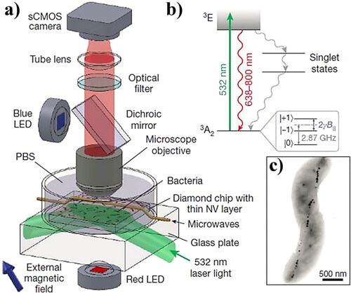 Figure 12. Wide-field magnetic imaging microscope: (a) Widefield fluorescence microscope used for combined optical and magnetic imaging of live magnetotactic bacteria on the surface of a diamond chip with NV− centers; (b) Energy-level diagram of the NV centers; (c) Typical transmission electron microscope (TEM) image of an M. magneticum AMB-1 bacterium. Magnetite nanoparticles appear as spots of high electron density [Citation142].