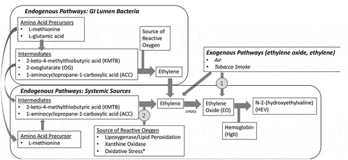 Figure 4. Endogenous and Exogenous Pathways of Ethylene/Ethylene Oxide Exposure. *Exogenous chemical exposures, including exposures to ethylene oxide (pathway 1), are also capable of increasing endogenous production of ethylene and ethylene oxide indirectly via oxidative stress (pathway 2; see discussion of Marsden et al. Citation2009)