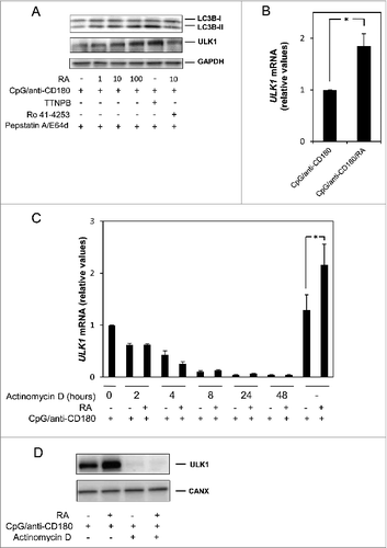 Figure 5. RA induces LC3B-II-formation via RAR-mediated gene expression. (A) B cells were stimulated with CpG (1 μg/ml) and anti-CD180 (1 μg/ml) in the presence or absence of increasing concentrations of RA (1, 10, or 100 nM), with the RAR-agonist TTNPB (100 nM), or with the RAR-antagonist Ro-41–4253 (5000 nM) in the presence of 10 nM of RA. Lysosomal inhibitors were added after 24 h, and the proteins were subjected to western blot analysis of LC3B-I/II, ULK1, and GAPDH after further culturing for 72 h. (B) B cells were stimulated as in A, and RNA was collected after 48 h as described in Materials and Methods. cDNA was synthesized, and the samples were subjected to quantitative real-time PCR by using primers specific for ULK1 and the controls TBP and ACTB. The diagrams represent the mean ± SEM of 5 independent experiments. *P < 0.05 (Wilcoxon signed-rank test, n=5). (C) B cells were pretreated with CpG (1 μg/ml) and anti-CD180 for 24 h before the transcriptional inhibitor actinomycin D (1 μg/ml) was added to the cell cultures. RA (100 nM) was added after another 2 h and cells were harvested at 0, 2, 4, 8, 24, and 48 h after the addition of actinomycin D. The 2 right columns are controls pretreated with CpG and anti-CD180 for 24 h and then stimulated with RA for another 48 h, all in the absence of actinomycin D. *P < 0.05 (paired sample Student t test, n=4) (D) B cells were pretreated with CpG (1 μg/ml) and anti-CD180 for 24 h before the transcriptional inhibitor actinomycin D (1 μg/ml) was added to the cell cultures. RA (100 nM) was added after another 2 h and the cells were further cultured for 48 h, before the pellets were harvested. The levels of ULK1 and CANX were detected by western blot analysis.