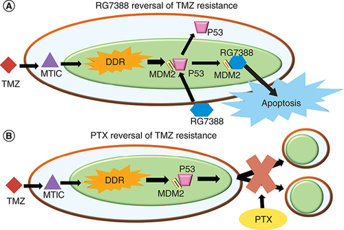 Figure 3. Temozolomide/RG7388 and temozolomide/paclitaxel mechanism. (A) The mechanism that TMZ and RG7388 undergo independently and in combination to send the cell population toward apoptosis. (B) The two separate pathways that TMZ and PTX undergo to send the cell population toward either apoptosis or cytokinesis failure.DDR: DNA damage response; PTX: Paclitaxel; TMZ: Temozolomide.