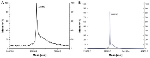 Figure 3 MALDI-TOF-MS analyses of both α-MMC and MAP30. (A) MALDI-TOF-MS profile of α-MMC. The average MW of α-MMC was 28551.6 Da (B) MALDI-TOF-MS profile of MAP30. The average MW of MAP30 was 29072.0 Da.