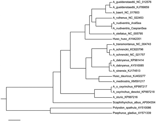 Figure 1. Bayesian tree of sturgeon species based on mitogenome sequences excluding control region. Posterior probabilities obtained in MrBayes (MrBayes Inc., River Valley, MA) are equal to 1 for all nodes.