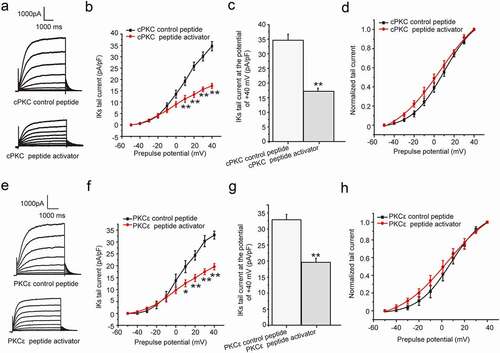 Figure 3. The chronic effect cPKC and PKCε activation on IKs current in HEK 293B cell. (a) The representative IKs current under the cPKC activation (200 nM). (b) The current–voltage relationship for the IKs tail currents under the cPKC activation (200 nM). (c) The summary data for the tail currents under the cPKC activation (200 nM) at +40 mV prepulse. (d) The normalized I–V relationship for IKs tail currents. The solid lines represent fits to a Boltzmann function. (e) The representative IKs current under the PKCε activation (200 nM). (f) The current–voltage relationship for the IKs tail currents under the PKCε activation (200 nM). (g) The summary data for the IKs tail currents under the PKCε activation (200 nM) at +40 mV prepulse. (h) The normalized I–V relationship for IKs tail currents. The solid lines represent fits to a Boltzmann function. (**P < 0.01, compared with the cPKC or PKCε control peptide group; *P < 0.05, compared with the cPKC or PKCε control peptide group)
