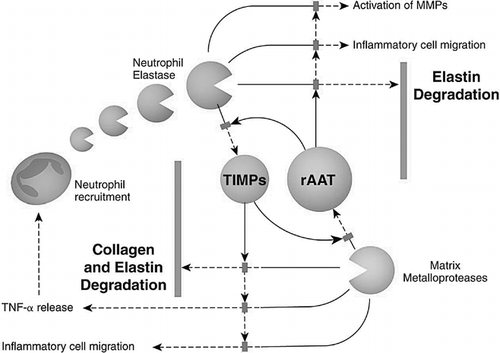 Figure 6. Schematic representation of the proposed role for rAAT in interrupting the protease/protease inhibitor imbalance and resulting inflammatory cascade provoked by cigarette smoke. First and foremost, rAAT inhibits directly the degradation of elastin by NE. Further protection against matrix degradation may occur through lowering of both neutrophil and macrophage recruitment by reducing the production of chemotactic matrix breakdown products such as elastin-derived peptides (Citation[12]), and by protection of the endogenous tissue inhibitors of metalloproteases (TIMPs) against degradation by NE.