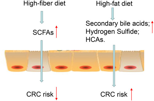 Figure 6 Relationship between diet, gut microbes, and colorectal cancer (CRC). The figure shows a series of interactions between diet and CRC. High fiber diet is fermented into short-chain fatty acids (SCFAs) by bacteria in the colon. SCFAs are the key metabolites linking gut microbes and a significantly reduced risk of CRC. High-fat diets and red meat are metabolized by the gut microbiota into metabolites such as secondary bile acids, heterocyclic amines (HCAs), and hydrogen sulfide, increasing the risk of CRC.