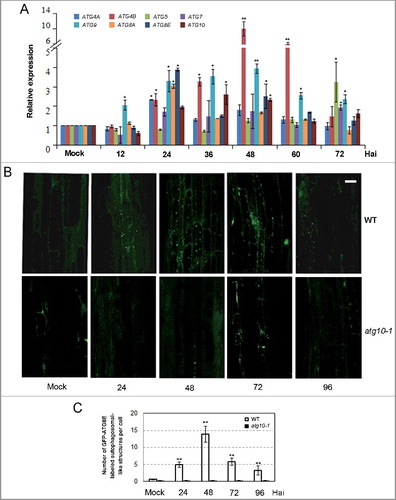 Figure 1. Transcriptional expression and autophagy activity were significantly enhanced after V. dahliae (V592) challenge in wild-type Arabidopsis. (A) Time-course gene expression profile of selected autophagy genes. Hai, hours after inoculation. (B) GFP-ATG8E-labeled autophagosome-like structures at 24, 48, 72 and 96 Hai in wild-type and atg10-1 plants. Bar: 10 μm. (C) Quantification of GFP-ATG8E-labeled autophagosome-like structures. Mean and standard error (SE) were calculated from 15 primary roots from GFP-ATG8E transgenic seedling per time point, and similar results were obtained in 3 independent experiments with roughly 150 investigated cells per time point. WT, wild type. Mock-inoculated controls at 48 Hai were shown as representatives for (B) and (C) because no obvious difference was observed between the mock controls at 24, 48 and 72 Hai. “*” and “**” indicate statistically significant (P ≤ 0.05 or P ≤ 0.01 vs mock), measured by the Student t test.