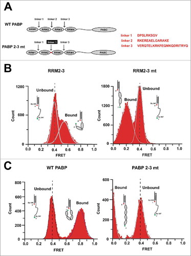 Figure 1. Generation of a PABP mutant that fails to exhibit poly(A)-dependent bending. (A) Schematic diagrams of WT PABP and the generated mutant PABP (PABP 2–3 mt). The linker region between RRM2 and RRM3 (linker 2) was replaced with that between RRM1 and RRM2 (linker 1). (B) Histograms of the FRET values obtained from poly(A)25 containing a Dy547-Dy649 FRET pair, as assessed in the presence of truncated PABPs corresponding to RRM2-3 (left) and RRM2-3 mt (right) of PABP and PABP 2–3 mt, respectively. The FRET value was 0.41 ± 0.09 in the absence of proteins (Unbound); it increased to 0.57 ± 0.15 in the presence of RRM2-3 (left, Bound), but was only 0.20 ± 0.16 in the presence of RRM2-3 mt (right, Bound). (C) Histograms of the FRET values obtained from poly(A)25 in the presence of WT PABP or PABP 2–3 mt. The FRET increased to 0.81 ± 0.13 upon binding of WT PABP (left, Bound), but decreased to 0.00 ± 0.07 upon binding of PABP 2–3 mt (right, Bound).