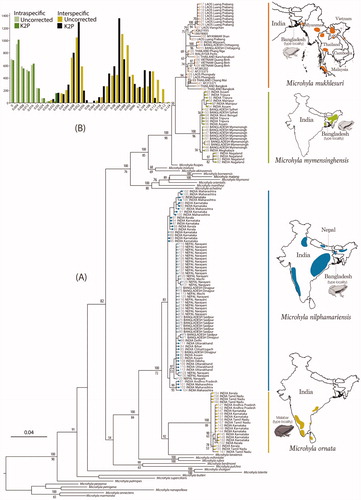 Figure 1. DNA barcoding based on mitochondrial 16S rRNA gene sequences (∼540 bp). (A) Maximum Likelihood RAxML tree from total 145 newly sampled and previously available populations of Microhyla mukhlesuri, M. mymensinghensis, M. nilphamariensis, and M. ornata, along with sequences representing 24 other Microhyla species. Kaloula pulchra was used as the outgroup taxon. Bayesian Posterior Probabilities and RAxML bootstrap values >50% are indicated above and below the branches, respectively. Closed circles indicate samples from the present study; open circles indicate GenBank sequences. Geographical distribution of species is shown on the right panel. (B) Frequency distribution of intra- and interspecific sequence divergences for Microhyla mukhlesuri, M. mymensinghensis, M. nilphamariensis, and M. ornata, based on uncorrected and K2P pairwise distances.