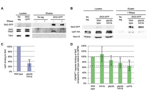 Figure 5. Gbp2 and Hrb1 are involved in the recruitment of the 3ʹ-end degradation machinery. (A) Ski2 co-precipitates Gbp2 and Hrb1. Western blot of Gbp2 and Hrb1 co-IPs with Ski2-GFP is shown. Ski2-GFP was not detectable in the lysate. See also Fig S5B. (B) Proper interaction of Upf1 and Ski2 requires Gbp2 and Hrb1. Upf1-HA co-IPs with Ski2-GFP are shown on a western blot in the indicated strains. All cells are deleted for UPF1, and express pUPF1-HA. (C) The Ski2 and Upf1 interaction shown in (B) was quantified. Signal intensities of Upf1-HA bands were related to the corresponding Ski2-GFP pull-down signals from three independent co-IPs. (D) Gbp2 and Hrb1 promote the Ski2 interaction with the CBP80PTC transcript. Ski2 RIP experiments and subsequent qPCRs with the PTC-containing reporter are shown in the indicated strains. All strains express genomic SKI2-GFP. n = 6 (gbp2∆ n = 8, gbp2∆ hrb1∆ n = 7). Dashed lines indicate the level of wild type and average level of upf1∆. See also Fig S5C