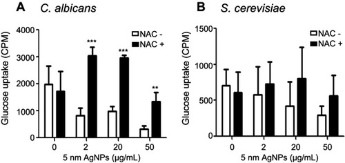 Figure 9 An ROS scavenger restored AgNP-mediated glucose uptake reduction in Candida albicans. Glucose uptake of (A) C. albicans and (B) Saccharomyces cerevisiae after culturing for 30 minutes in either the presence or absence of AgNPs. NAC was added to the culture 1 hour prior to addition of AgNPs. Data are presented as mean ± SD from two independent experiments performed in triplicate. **P<0.005, ***P<0.001.Abbreviations: AgNPs, silver nanoparticles; NAC, N-acetylcysteine; ROS, reactive oxygen species.