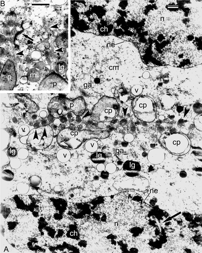 Figure 8. The end of meiosis I in Psilotum nudum, telophase. Nuclear envelopes are completely restored. A. The organelle plate is well pronounced at the equatorial plane and includes cup-like plastids, many mitochondria (arrowheads), vacuoles, lipid globules and dictyosomes; some nuclear invaginations are still present (arrow). B. A fragment of the organelle plate with microtubuli between organelles and attached to them (arrowheads) and ribbon-like double-invaginated plastid (arrow). Abbreviations: see Figure 1. Scale bars – 1 μm.