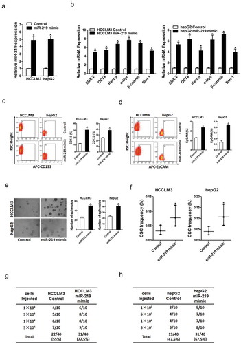 Figure 3. miR-219 promotes the expansion of liver CSCs.