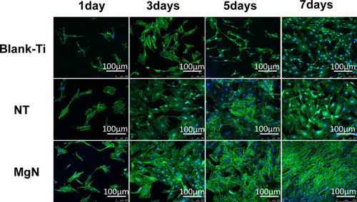 Figure 5 Morphology of rBMSCs on different surfaces of Ti, NT and MgN in CM by fluorescence microscopy.Notes: The rBMSCs attached well and kept a normal shape on the three surfaces. Compared with NT and blank Ti groups, rBMSCs stretching on MgN surfaces were facilitated to different degrees.Abbreviations: rBMSCs, rat bone mesenchymal stem cells; CM, conditioned medium.