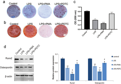 Figure 4. Effect of NF-κB signaling pathway on osteogenic differentiation of hPDLSCs after LPS induction. a: ALP staining of hPDLSCs; b-c: Alizarin-red staining of hPDLSCs and its quantitative analysis; d: Western blotting-based detection of the expression of Runx2 and osteopontin in hPDLSCs. hPDLSCs, human periodontal ligament stem cells; LPS, Lipopolysaccharide; PMA, NF-κB pathway agonist; PDTC, NF-κB pathway inhibitor. *P < 0.05, **P < 0.01 and ***P < 0.001 vs. control group; #P < 0.05 vs. LPS group.