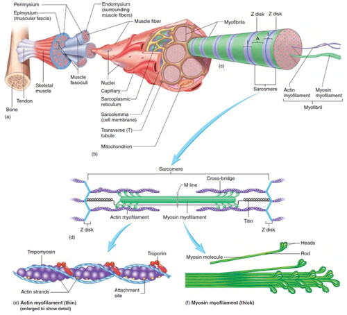 Figure 1. Skeletal muscle structure showing a characteristic hierarchical orientation and major protein constituents. From essentials of anatomy and physiology. https://www.brainkart.com/subject/Essentials-of-Anatomy-and-Physiology_259/.