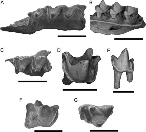 Figure 3. Urrayira whitei gen. et sp. nov. A, B, QMF51743 holotype left maxilla with M1–3 in occlusal and lingual views; C, QMF53663 paratype left maxilla with M2–4; D, E, QMF55121 left M3 in occlusolateral and buccal views; F, G, QMF55122 right M2 in occlusolateral and occlusal views. Scale bars: A–C = 2 mm; D–G = 1 mm.