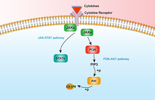 Figure 10 The diagram of PI3K-Akt/JAK-STAT pathway.