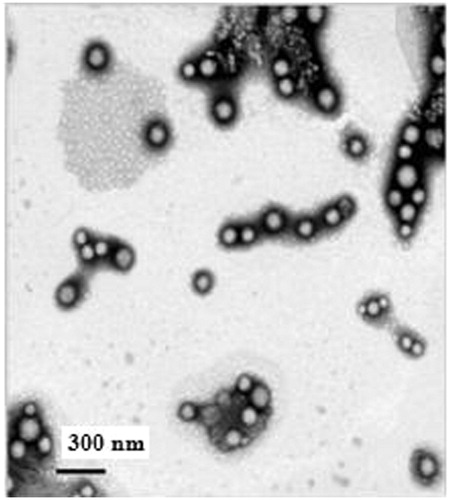 Figure 6. Transmission electron micrograph of NPs-c-Myc-siRNA3-pDNAs negatively stained with phosphotungstic acid solution. The black bar in the photograph refers to 300 nm.