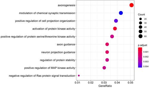 Figure 5 GO enrichment results of up-regulated target genes.