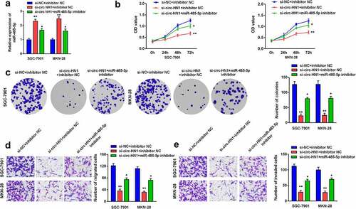 Figure 4. Downregulation of miR-485-5p rescued the circ-HN1 silencing-induced effects on biological functions. (a) MiR-485-5p levels after transfection were measured using RT-qPCR. (b) Cell proliferation after transfection was evaluated using the CCK-8 assay. (c) Cell proliferation was evaluated using the colony formation assay. (d) Cell migration and (e) Cell invasion abilities were evaluated using the transwell assay. **P < 0.01. *P < 0.05.