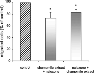 Figure 4 Effects of chamomile extract and naloxone on casein-induced chemotaxis of human leukocytes. Peripheral blood leukocytes obtained from healthy volunteers pretreated with chamomile extract (10 µg/mL) or naloxone (10−7 M) followed by treatment with naloxone or plant extract were induced to migrate toward a 1% casein gradient for 90 min at 37°C in a Boyden chamber in which the compartments were separated by a 5-µm pore size polycarbonate filter. Each column represents the mean %±SEM of total cells recovered from the lower compartment in relation to untreated cells, normalized at 100% from four individual experiments (*p < 0.05).
