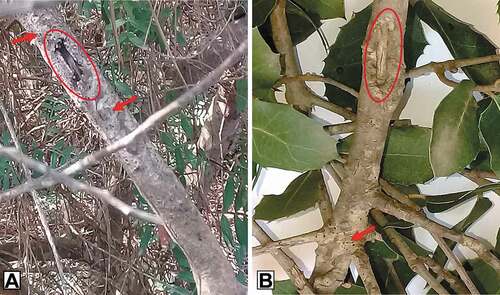 Fig. 1 Dieback symptoms caused by Pestalotiopsis: necrotic lesion with numerous black acervuli on infected shoots of Pistacia lentiscus (a) and Quercus coccifera (b).