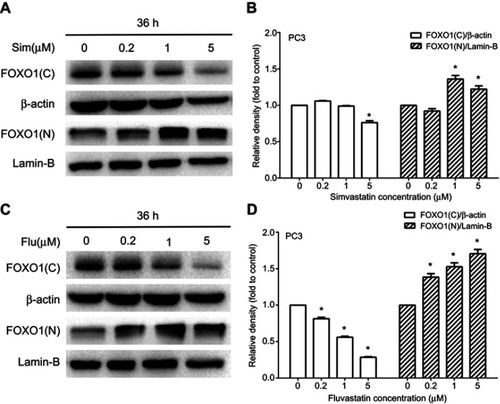 Figure 6 A dose-dependent stimulation of FOXO1 nuclear translocation by simvastatin and fluvastatin in PC3 cells. PC3 cells were treated with various doses of either simvastatin (Sim) or fluvastatin (Flu) for 36 h, and the nuclear (N) and cytosolic (C) proteins were isolated and analyzed by Western blotting (A and C). Lamin-B and β-actin were used as a loading control for nuclear and cytosolic proteins, respectively. The quantitative data in (B and D) are the mean ± SEM of three independent experiments and expressed as folds of vehicle control. *p<0.05 compared to the corresponding control.