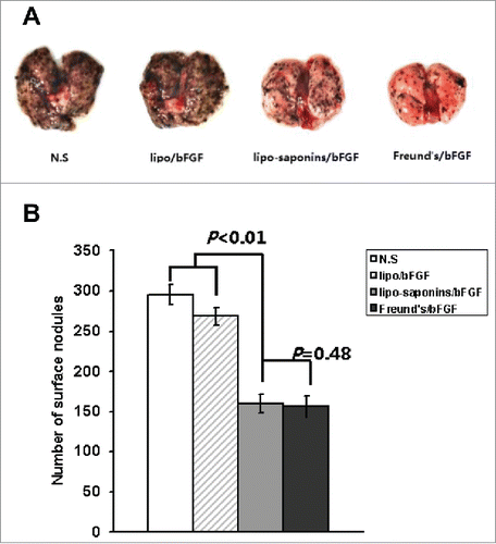 Figure 4. Induction of lung metastasis model. B16 cells(1 × 104 each mouse) were injected into the immunized mice by tail vein. After 14 d, the mice were sacrificed and the numbers of lung surface nodules were counted. A. Representative lungs. B. Number of lung surface nodules. (n = 10).