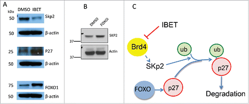 Figure 6. The effect of IBET and FOXOi treatment on the protein level of Skp2. (A) BON cells were treated with either DMSO or IBET (0.5uM) for 3 days, followed by Western blotting analysis to detect the protein levels with the indicated antibodies. (B) BON cells were treated with DMSO or FOXOi (100nM) for 3 days, followed by Western blotting with the indicated antibodies. (C) A working model to explain IBET-induced upregulation of p27 protein level via suppressing expression of Skp2.