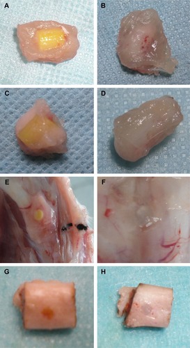 Figure 1 The results of the muscle and bone implants observed by naked eye in the different groups.Notes: The specimen of muscle implant operation at 4 weeks in the experimental group (A) and control group (B); 24 weeks in the experimental group (C) and control group (D). The specimen of bone implant operation at 4 weeks in the experimental group (E) and control group (F); 24 weeks in the experimental group (G) and control group (H).