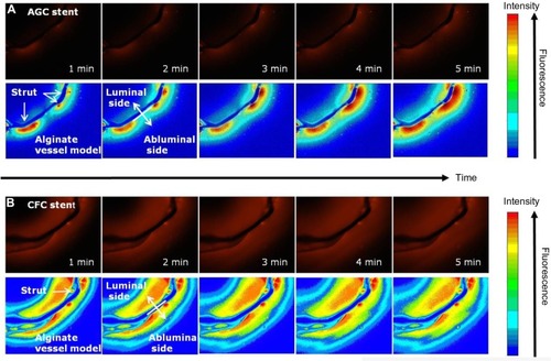 Figure 2 Circumferential drug distribution of the alginate artery model implanted with the rhodamine B AGC stent (A) and the rhodamine B CFC stent (B).