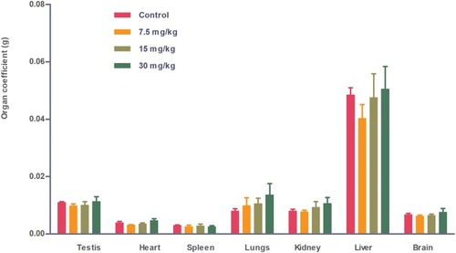 Figure 6 Coefficient of organs (liver, kidney, spleen, heart, lung, testis and brain) of Wistar rats injected with different doses of IONPs relative to control. Coefficient of organs represents the ratio of organ weight (g) to animal body weight (g). Differences between nanoparticle-injected and control groups were not significant.
