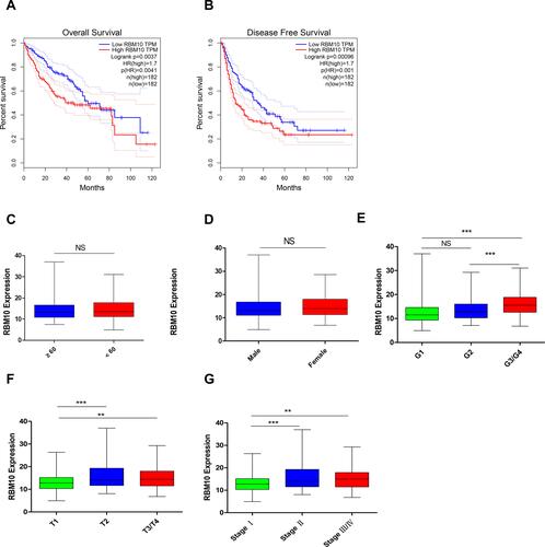 Figure 3 Elevated transcriptional levels of RBM10 predict dismal prognosis and correlate to advanced clinicopathological features of tumor. (A) Up-regulation of RBM10 is correlated with a worse OS (data originated from TCGA, p = 0.0037); (B) Up-regulation of RBM10 is correlated with a worse DFS (data originated from TCGA, p < 0.001); The relationship between RBM10 transcription and different clinicopathological features (data originated from the TCGA); (C) Age (n≥60=201, ±S 14.23±0.33; n<60=169, ±S 14.543±0.36; p = 0.53); (D) Gender (nmale=249, ±S 14.11±0.30; nfemale=121, ±S 14.87±0.42; p = 0.14); (E) Histologic grade (nG1=55, ±S 12.89±5.27; nG2=177, ±S 13.55±4.11; nG3/4=134, ±S 16.06±4.80; ***p < 0.001, pNS=0.357); (F) Tumor classification (nT1=181, ±S 13.27±3.77; nT2=94, ±S 15.87±5.73; nT3/4=91, ±S 15.15±5.00; ***p < 0.001,**p = 0.002); (G) TNM stage (n1=171, ±S 13.30±3.79; n2=86, ±S 15.65±5.74; n3/4=90, ±S 15.20±4.90; ***p < 0.001,**p = 0.002); **represents p < 0.01; *** represents p < 0.001.