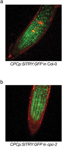 Figure 2. Distribution of GFP fluorescence in CPCp:SlTRY:GFP in Col-0 and CPCp:SlTRY:GFP in cpc-2 transgenic plants. Confocal laser scanning microscopy images showing GFP (green) and PI (red) fluorescence in the root epidermis of 10-d-old seedlings. The CPCp:SlTRY:GFP in Col-0 (a) and CPCp:SlTRY:GFP in cpc-2 (b) transgenic plants were observed. CPC, CAPRICE; SlTRY, Solanum lycopersicum TRYPTICHON.