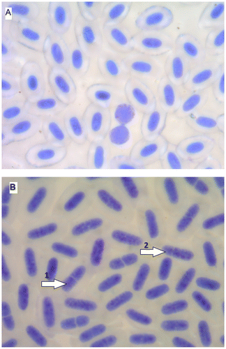 Figure 1. (Color online) Blood of brook trout Salvelinus fontinalis: (A) diploid fish: erythrocytes and lymphocytes (two); (B) triploid fish: erythrocytes with divided nuclei (1, two parts; 2, three parts).
