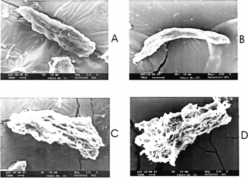 Figure 4 Scanning electron micrographs of sardine mince during frozen storage in presence of mannitol. A) control samples, without mannitol treatment immediately after freezing; B) at 120 days of storage; C) sardine mince treated with 6% mannitol immediately after freezing; and, D) at 120 days of storage.