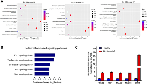 Figure 6 Analysis and validation of molecules regulated by FBL. (A) GO enrichment analysis of differentially expressed genes in the control and FBL groups. (B) KEGG enrichment analysis of differentially expressed genes in the control and FBL groups. Five signaling pathways associated with inflammation were identified. (C) Validation of the expression of five differentially expressed genes in the NF-kB signaling pathway using real-time RT-PCR.