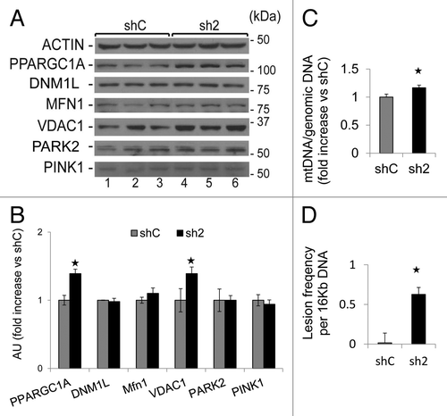 Figure 8. GABARAPL1 knockdown increases mitochondria number, and mtDNA damage. (A) MDA-MB436-shC and sh2 cells were cultured for 24 h at 37 °C and 5% CO2. Cells were then lysed in the presence of protease and phosphatase inhibitors and total proteins (25 µg) were separated on 12% SDS-PAGE gels followed by immunoblotting with anti-PPARGC1A, anti-DNM1L, anti-MFN1, anti-VDAC1, anti-PARK2, anti-PINK1, and anti-ACTIN antibodies and the ECL Plus reagent. A representative experiment of 3 performed is shown. (B) Quantification of the signals on the western blot in (A). *P < 0.05, vs shC (n = 3). (C) MDA-MB436-shC and sh2 cells (600,000) were cultured in 6-well plates for 24 h at 37 °C and 5% CO2. Cells were washed with PBS and kept frozen at −80 °C until purification of total DNA. Specific genomic and mitochondrial DNA sequences were amplified by quantitative real-time PCR. The data are presented as the ratio of mitochondrial vs. genomic DNA and normalized to the control cell line, shC. *P < 0.05, vs shC (n = 3). (D)MDA-MB436-shC and sh2 cells (600,000) were cultured in 6-well plates for 24 h at 37 °C and 5% CO2. Cells were washed with PBS and kept frozen at −80 °C until purification of total DNA. Specific long and short mitochondrial DNA sequences were amplified by PCR. The data were calculated from the levels of long mitochondrial PCR product vs. levels of short mitochondrial PCR product as described in Materials and Methods, and normalized to shC. *P < 0.05, vs shC (n = 3).