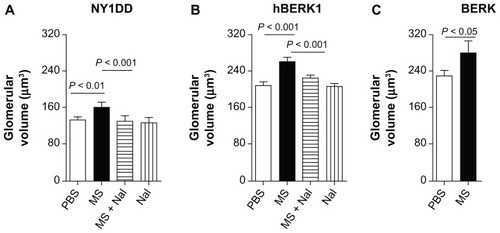 Figure 5 Morphine treatment increases glomerular volume. (A–C) Glomerular volume of NY1DD (A), hBERK1 (B), and BERK (C) mice treated with morphine and/or naloxone for 3 or 6 weeks as indicated. Note that morphine stimulates a significant increase in glomerular volume, which is abrogated by co-treatment with naloxone, although naloxone alone did not alter glomerular volume.