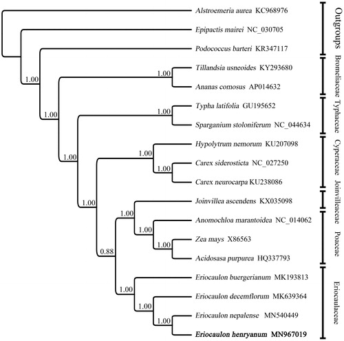 Figure 1. Bayesian phylogram of the newly assembled genome, as well as 14 species of Poales, inferred from the complete plastome sequences. PP (posterior probabilities) values for Bayesian analysis are shown at each node. NCBI accession number are shown after each species name.