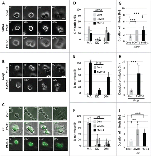 Figure 5. Analyzing the consequences of perturbing the LCMT1-PME-1 equilibrium by live-cell time-lapse microscopy. (A) Live-cell imaging of siControl, siLCMT1 or siPME-1 treated cells. (B) Live-cell imaging of control DMSO or AMZ30 treated cells. (C) Live-cell imaging of control, LAP-LCMT1 overexpressing or LAP-PME-1 overexpressing cells. (A–C) Bar = 20 μm. Time is in minutes. See also Supplemental Movies S1-S8. (D–F) Quantification of the live-cell imaging data from A-C for the percentage of cells undergoing mitotic arrest (MA), defective cell divisions (DD) and cell death in mitosis (DM). Data represents average ± SDs of 3 independent experiments. (G–I) Quantification of live-cell imaging data from A-C for the length of time cells spent in mitosis, cell rounding through cell abscission. Data represents average ± SDs of 3 independent experiments. ** = P < 0.005, *** = P < 0.0005.