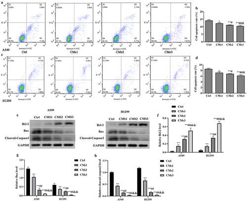 Figure 3. Galectin-1 overexpression CMs inhibits cell apoptosis in vitro. (a) Effects of galectin-1 overexpression CMs on the cell apoptosis of A549 cells. (b) The quantitative analysis of cell apoptosis rate of A549 cells. (c) Effects of galectin-1 overexpression CMs on the cell apoptosis of H1299 cells. (d) The quantitative analysis of cell apoptosis rate of H1299 cells. (e) The expression levels of bcl-2, Bax, and cleaved-caspase3 were detected by western blot. Quantitative analysis of bcl-2 (f), Bax (g), and cleaved-caspase3 (h) levels in A549 and H1299 cells vs ctrl group, *p < .05, **p < .01; vs CMs1 group, #p < .05, ##p < .01; vs CMs2 group, &p < .05, &&p < .01.