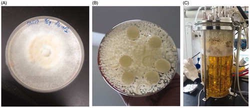 Figure 1. Production of G. formosanum mycelia with submerged fermentation. (A) G. formosanum mycelia grown on PDA; (B) Flask; and (C) Bioreactor.