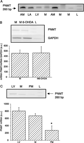 Figure 3 Identification of PNMT mRNA by RT-PCR in cardiomyocytes (A), effect of 6-OHDA pre-treatment (B) and expression in primary culture of cardiomyocytes (C). In isolated cardiomyocytes (M) a clear signal for PNMT mRNA was observed. For comparison, adrenal medulla (AM), LA and LV were also used. A synthetic DNA ladder (L) was included on each gel. PNMT mRNA was measured also in cardiomyocytes of rats treated with 6-OHDA (M6-OHDA; B). No difference was observed in PNMT mRNA levels between cardiomyocytes from control (M) and from 6-OHDA-treated rats (M6-OHDA). To exclude the possibility that PNMT mRNA originates from non-cardiomyocyte cells, primary culture from purified cardiomyocytes was prepared (PM; part C). Cardiomyocytes were cultured on fibronectin in Ex-Cell 320 medium. In PM, a PNMT mRNA signal was also observed, although significantly weakerer compared to unpurified cardiomyocytes. Each column is the group mean ± SEM, from an average of at least three preparations.