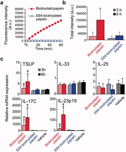 Figure 4. Papain, but not E64-papain, penetrated reconstructed human epidermis and stimulated TSLP, IL-17C, and IL-23p19 gene expression. (a) Protease assay for biotinylated papain or E64-biotinylated papain. (b) Permeability of biotinylated papain and E64-biotinylated papain. (c) Gene expression of cytokines that induce TH2/TH17 cell differentiation or stimulate TH2/TH17 cell cytokine production. Data shown are means ± SD of 6 wells/group. * p < 0.05 vs. E64-biotinylated papain (Mann-Whitney U-test) (b). * p < 0.05 vs vehicle, # p < 0.05 vs. E64-biotinylated papain by analysis of variance (c) followed by Tukey-Kramer post-hoc test.