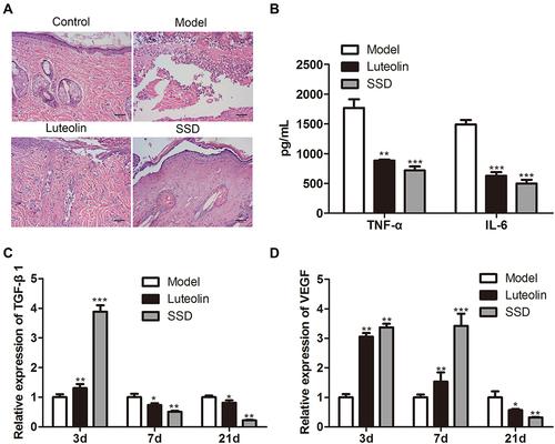 Figure 3 The therapeutic effect of luteolin on scald model rats. (A) Hematoxylin-eosin staining used to analyze the histopathological changes of the scald wound. (B) The expression of TNF-α and IL-6 in serum evaluated by ELISA on day 21. The relative expression of (C) TGF-β1 and (D) VEGF in scald wound tissues detected by qRT-PCR on day 3, 7 and 21. The values were presented as mean ± SD (n=3). *P<0.05; **P<0.01 and ***P<0.001 versus the Model group.