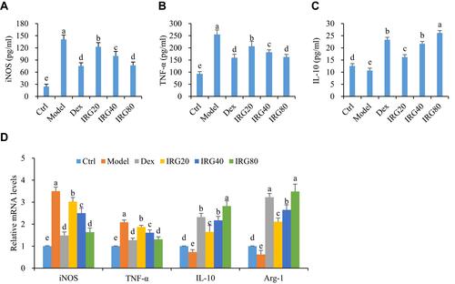 Figure 4 IRD inhibited LPS-induced macrophage polarization and inflammation in mice. (A) IRD decreased the levels of iNOS and (B) TNF-α, but (C) increased IL-10 in the BALF of LPS-exposed mice. (D) IRD promoted macrophage polarization towards M2 phenotype through reducing mRNA expressions of M1 phenotype markers (iNOS and TNF-α) and increasing M2 markers (IL-10 and Arg-1) in the lung tissues of LPS-exposed mice. All data were shown as mean±SD (n=8). Different letters indicated significant differences (P<0.05) by Tukey’s test.